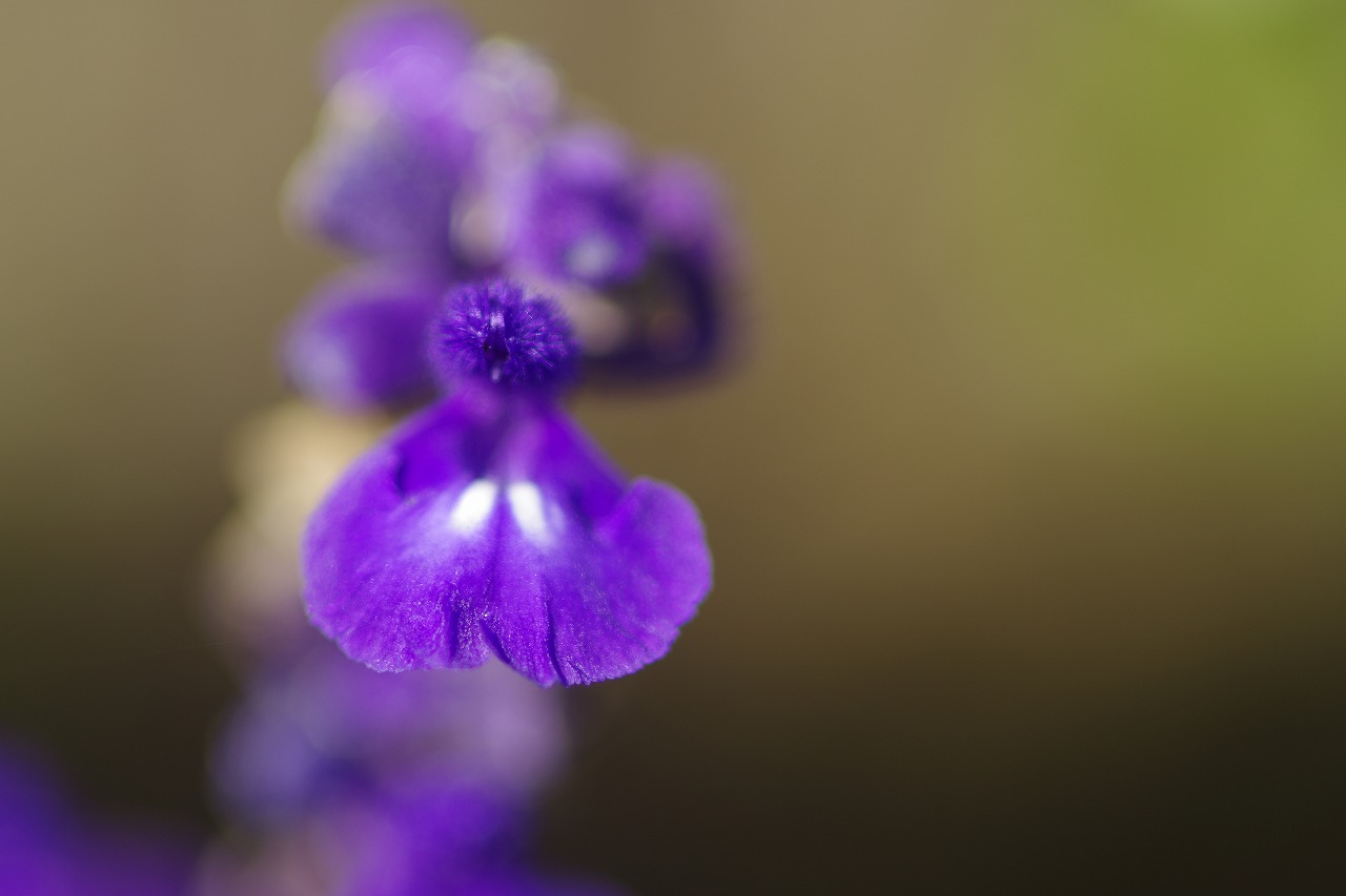 栃木県足利市のあしかがフラワーパークの花々
