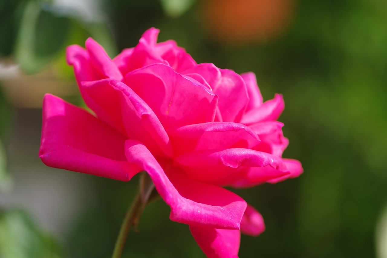栃木県足利市のあしかがフラワーパークの花々