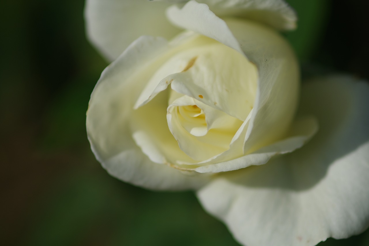 栃木県足利市のあしかがフラワーパークの花々