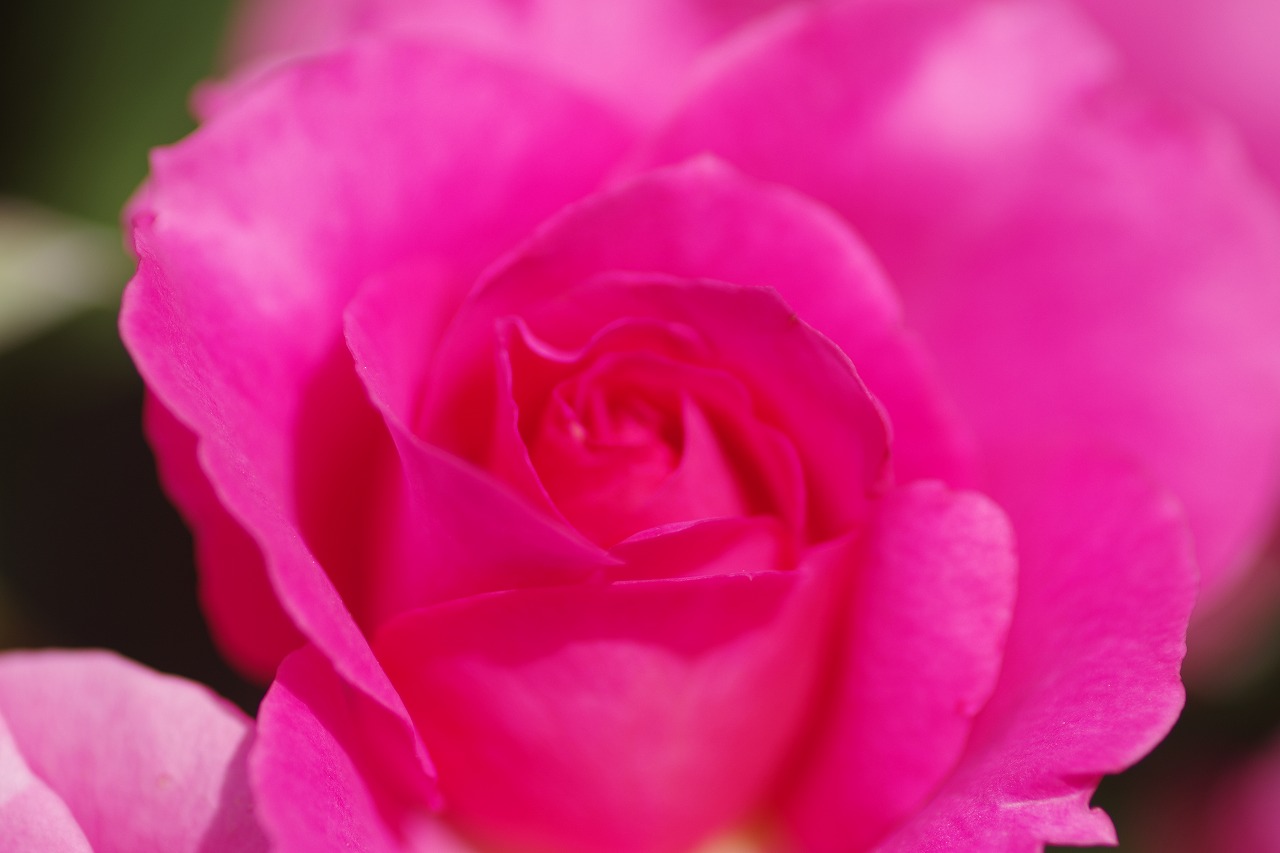 栃木県足利市のあしかがフラワーパークの花々