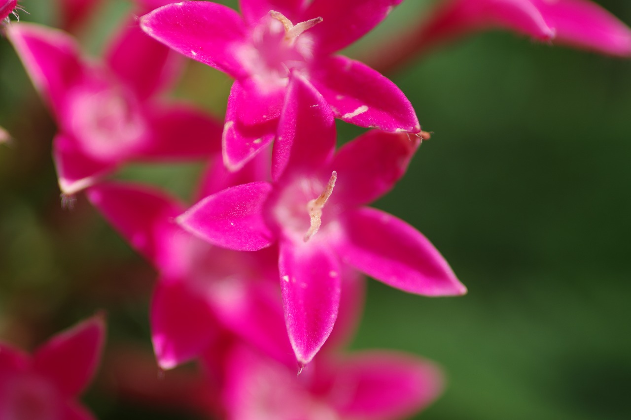 栃木県足利市のあしかがフラワーパークの花々