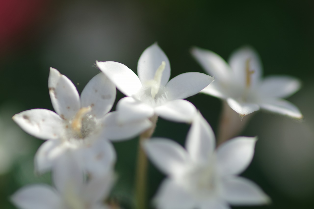 栃木県足利市のあしかがフラワーパークの花々