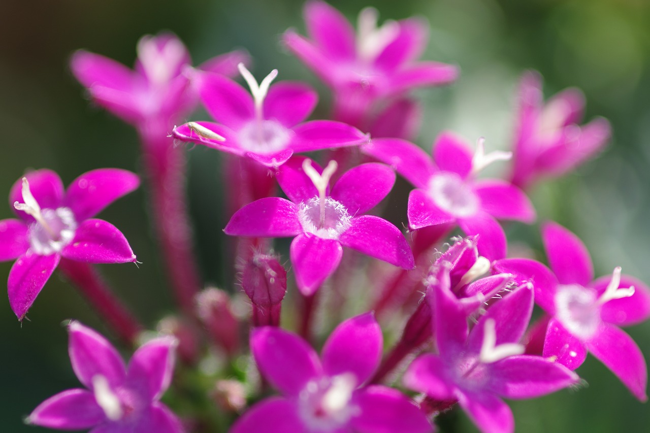 栃木県足利市のあしかがフラワーパークの花々