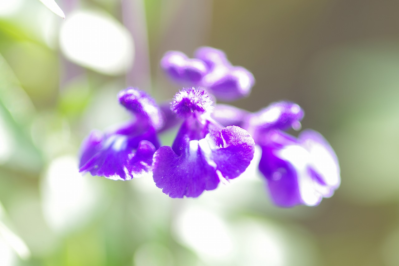 栃木県足利市のあしかがフラワーパークの花々