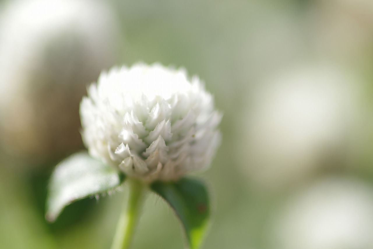 栃木県足利市のあしかがフラワーパークの花々