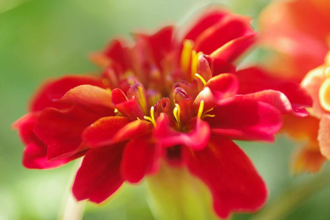 栃木県足利市のあしかがフラワーパークの花々