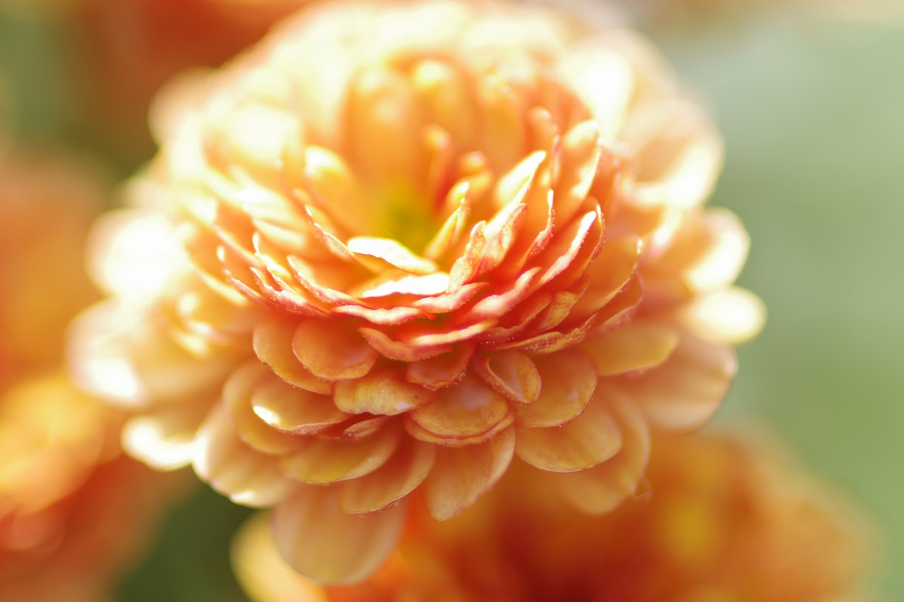 栃木県足利市のあしかがフラワーパークの花々