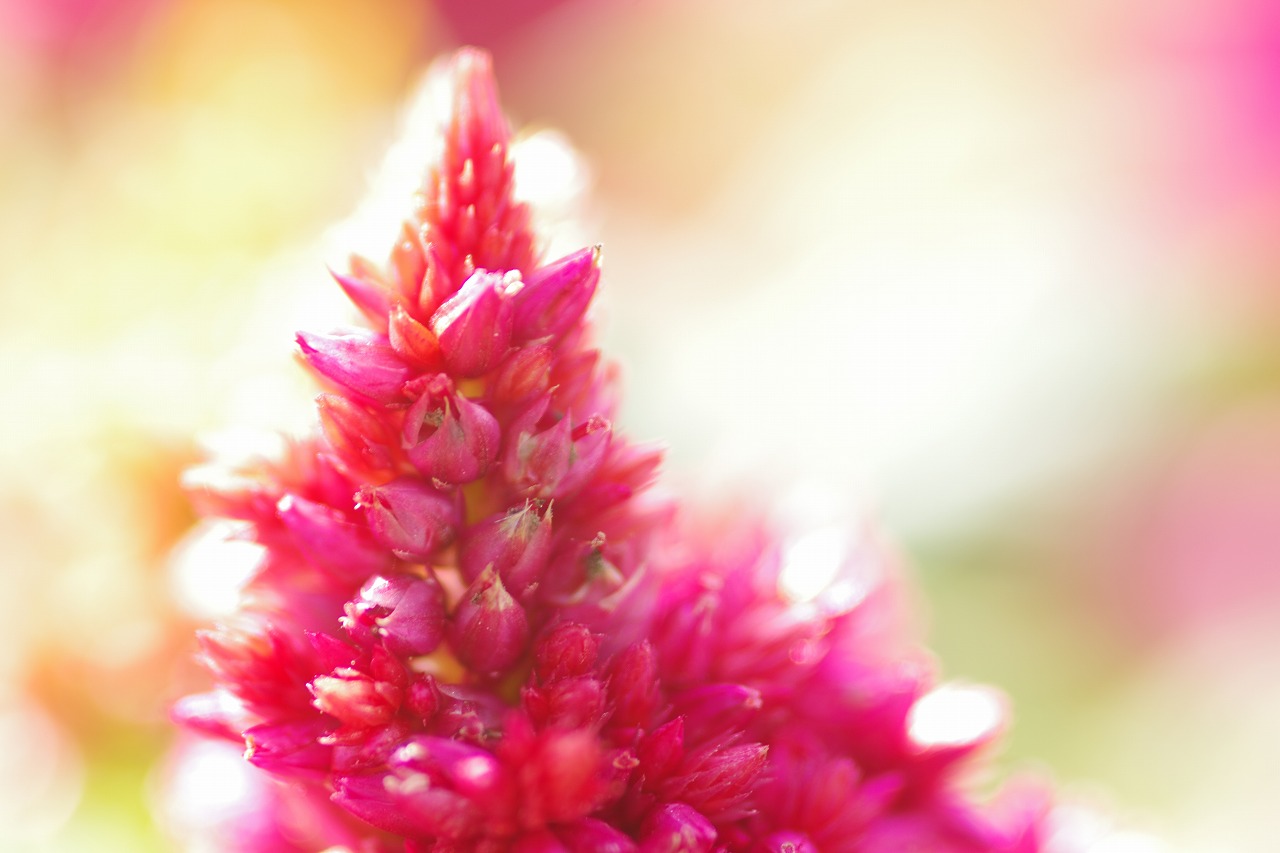 栃木県足利市のあしかがフラワーパークの花々