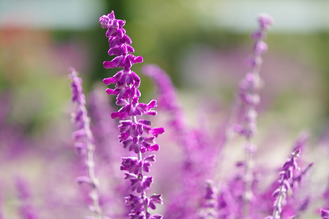 栃木県足利市のあしかがフラワーパークの花々