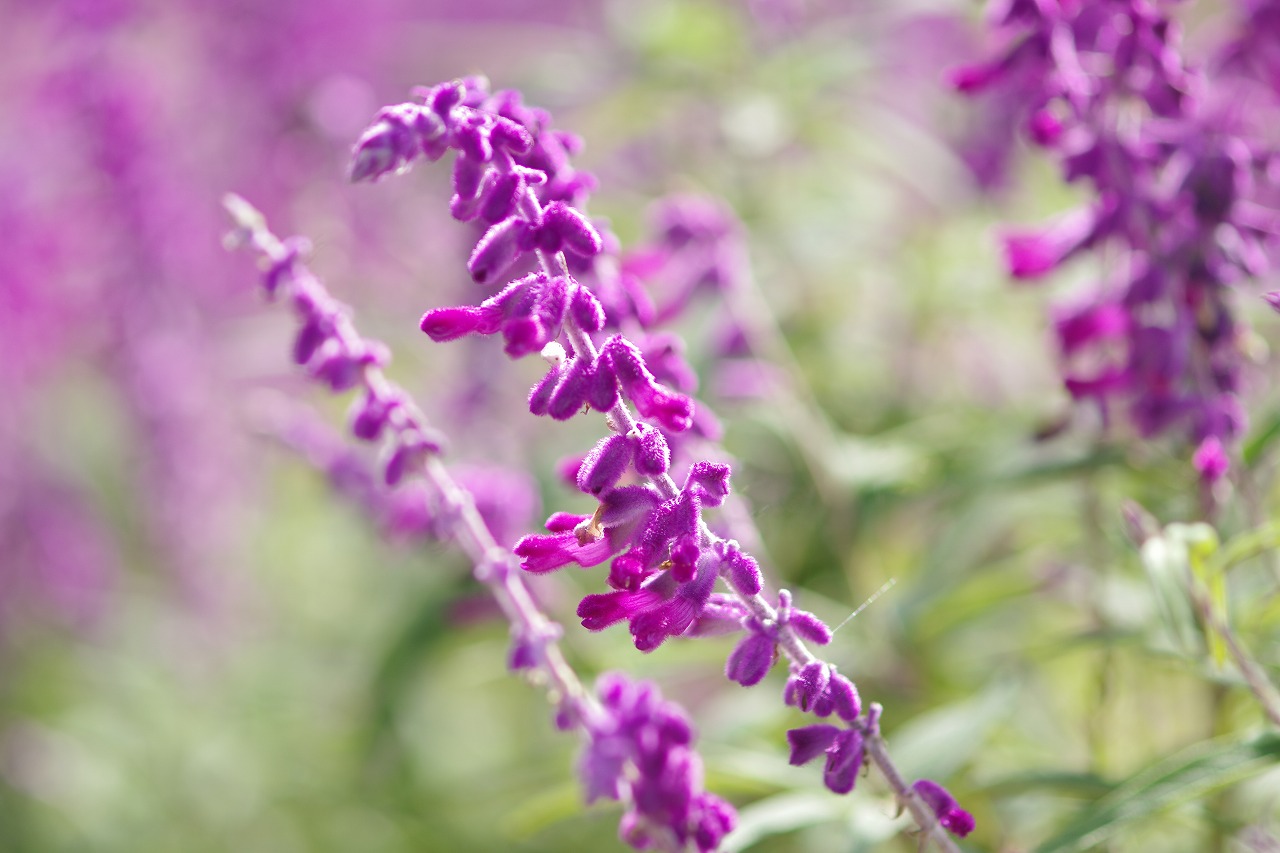 栃木県足利市のあしかがフラワーパークの花々