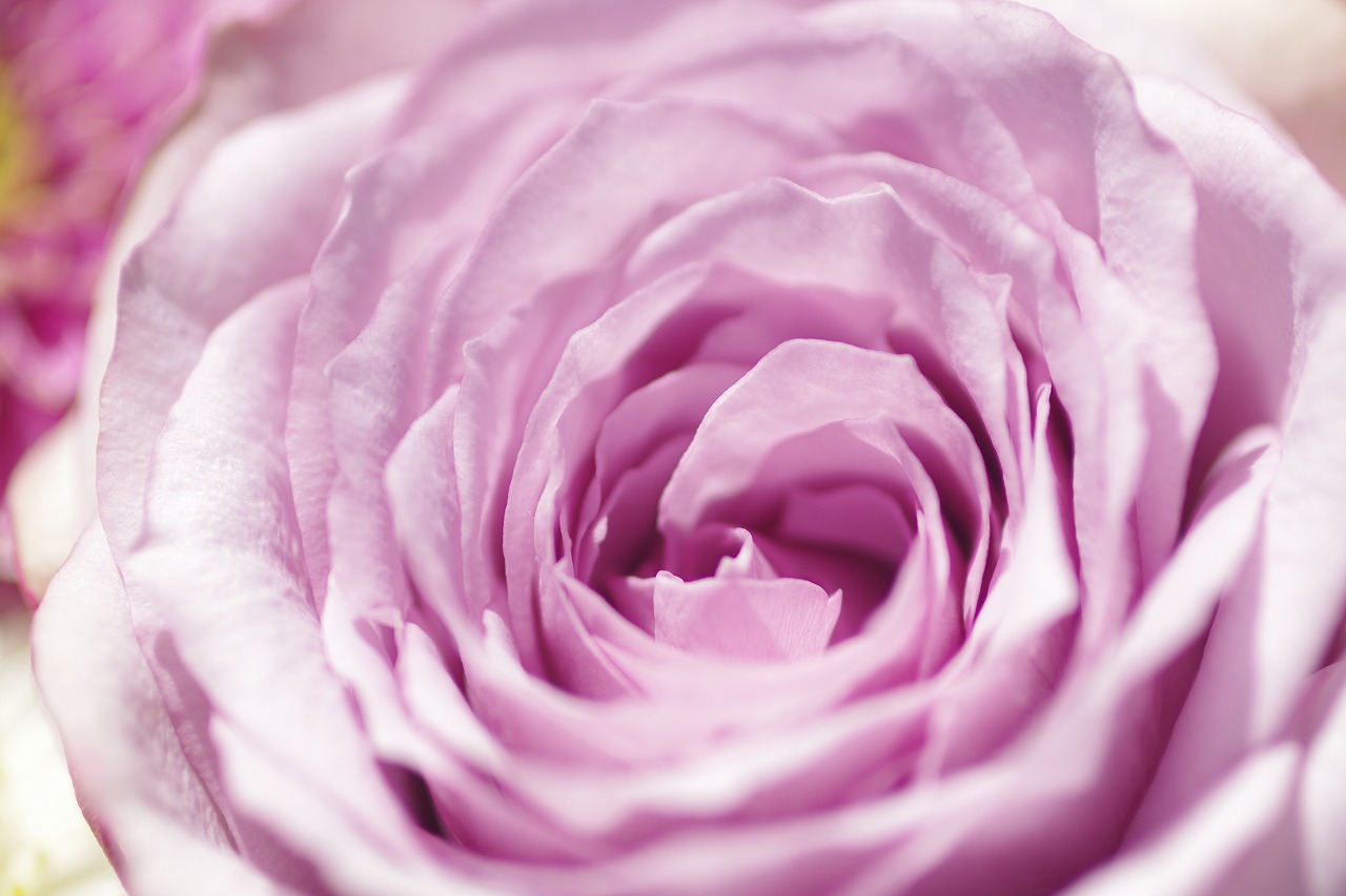 栃木県足利市のあしかがフラワーパークの花々