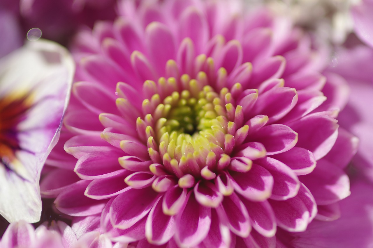 栃木県足利市のあしかがフラワーパークの花々