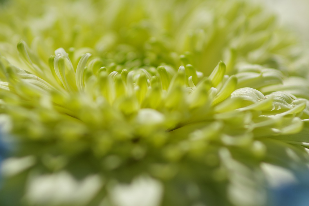 栃木県足利市のあしかがフラワーパークの花々