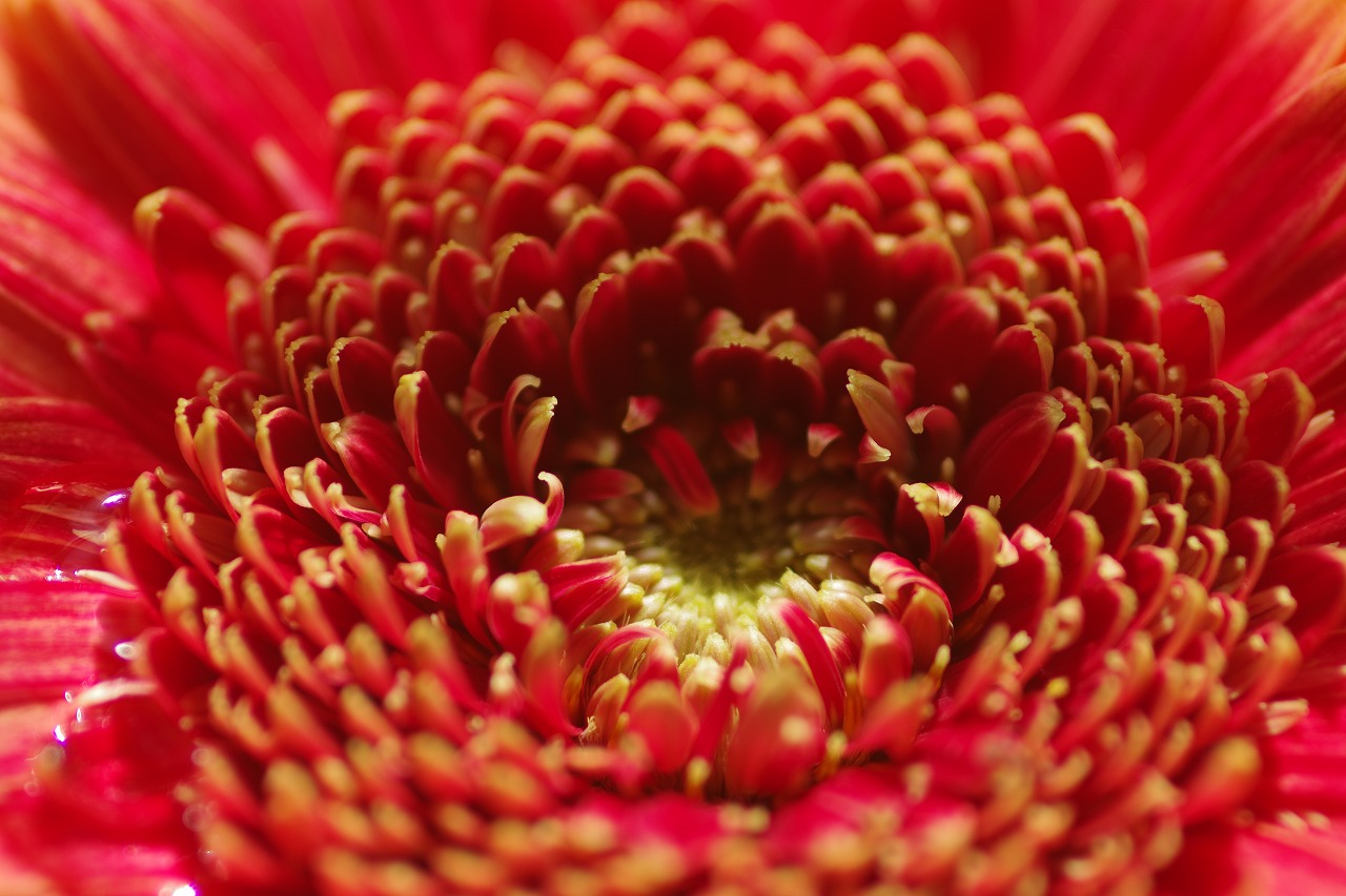 栃木県足利市のあしかがフラワーパークの花々