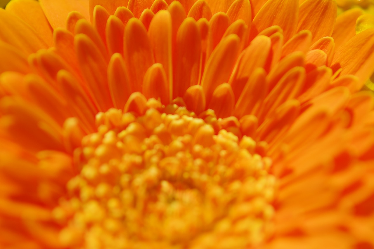 栃木県足利市のあしかがフラワーパークの花々