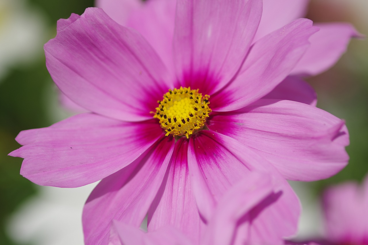 栃木県足利市のあしかがフラワーパークの花々