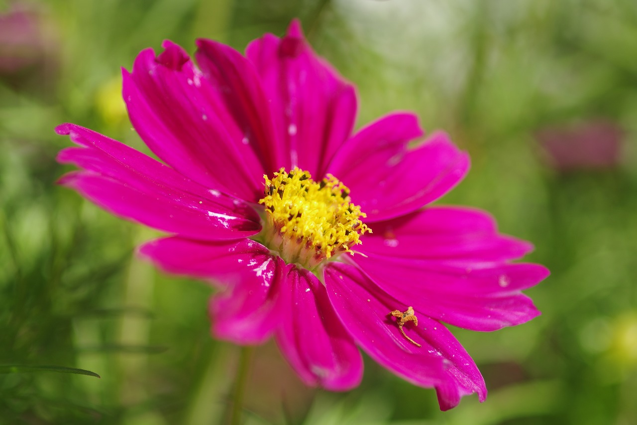 栃木県足利市のあしかがフラワーパークの花々