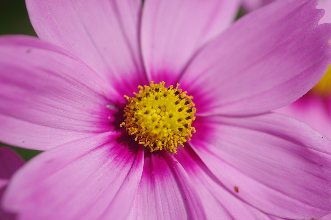 栃木県足利市のあしかがフラワーパークの花々