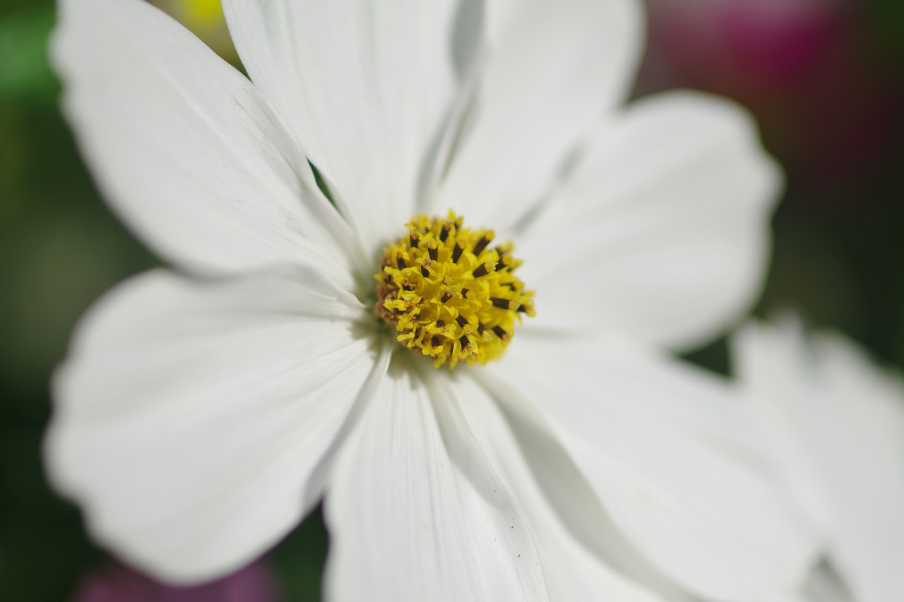 栃木県足利市のあしかがフラワーパークの花々