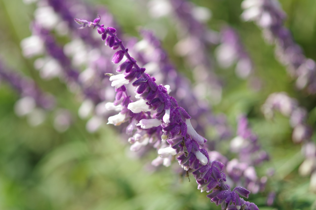 栃木県足利市のあしかがフラワーパークの花々