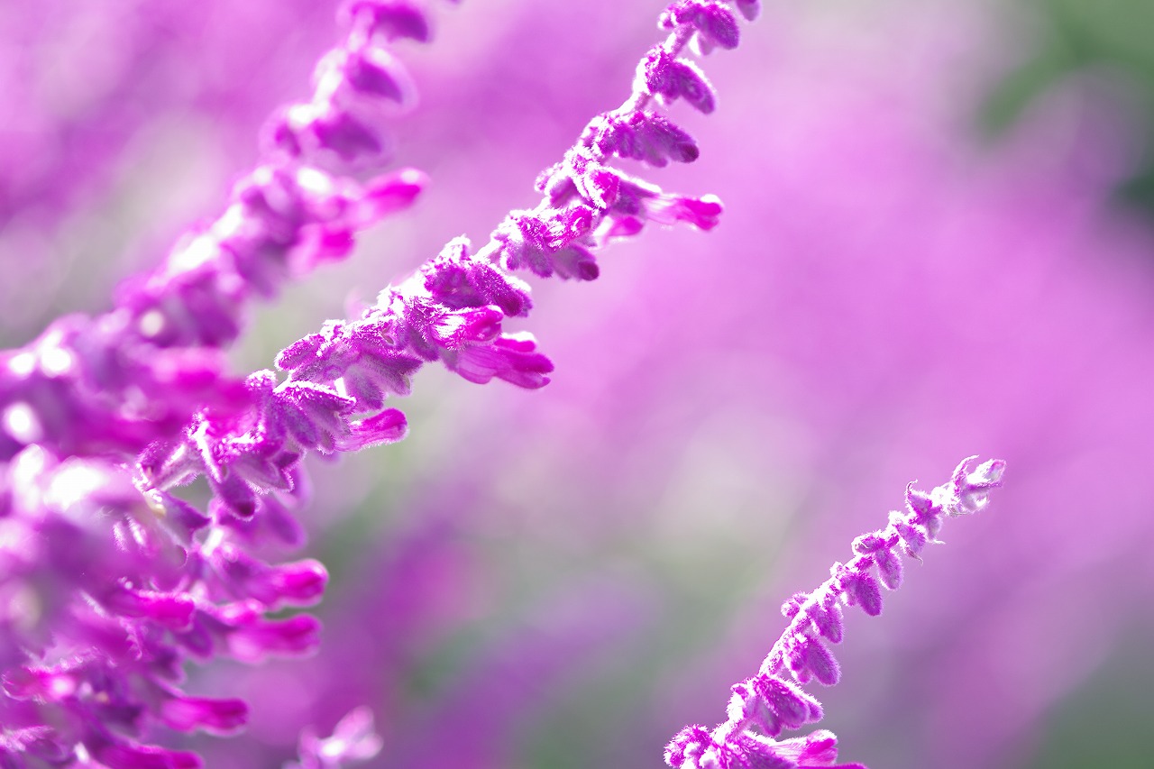 栃木県足利市のあしかがフラワーパークの花々