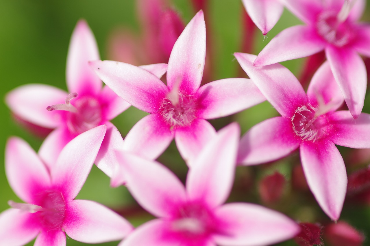 栃木県足利市のあしかがフラワーパークの花々