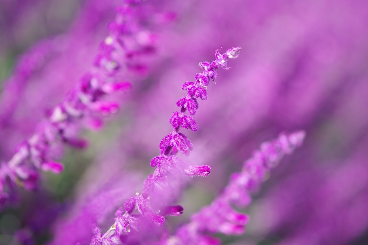 栃木県足利市のあしかがフラワーパークの花々