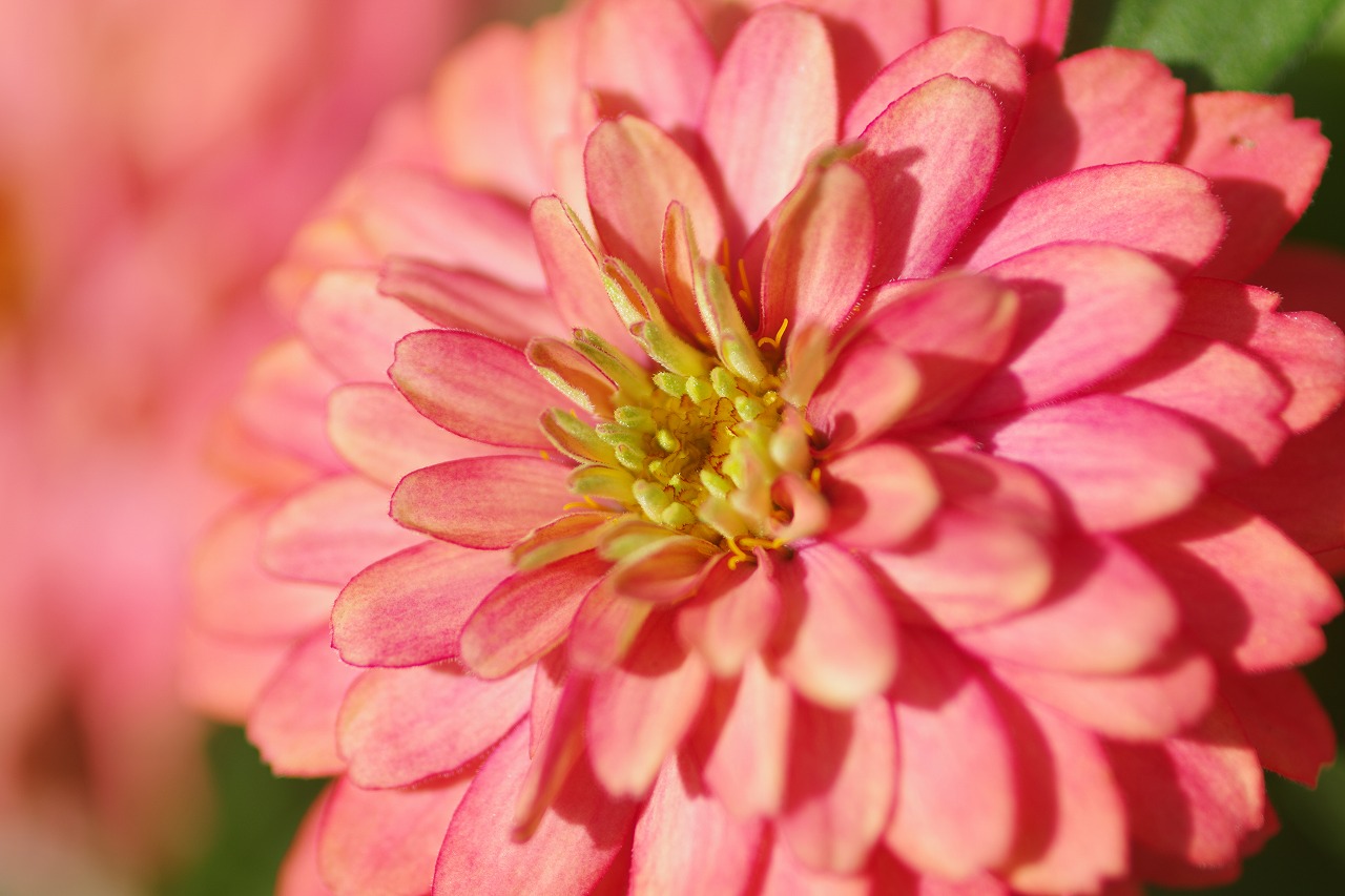 栃木県足利市のあしかがフラワーパークの花々
