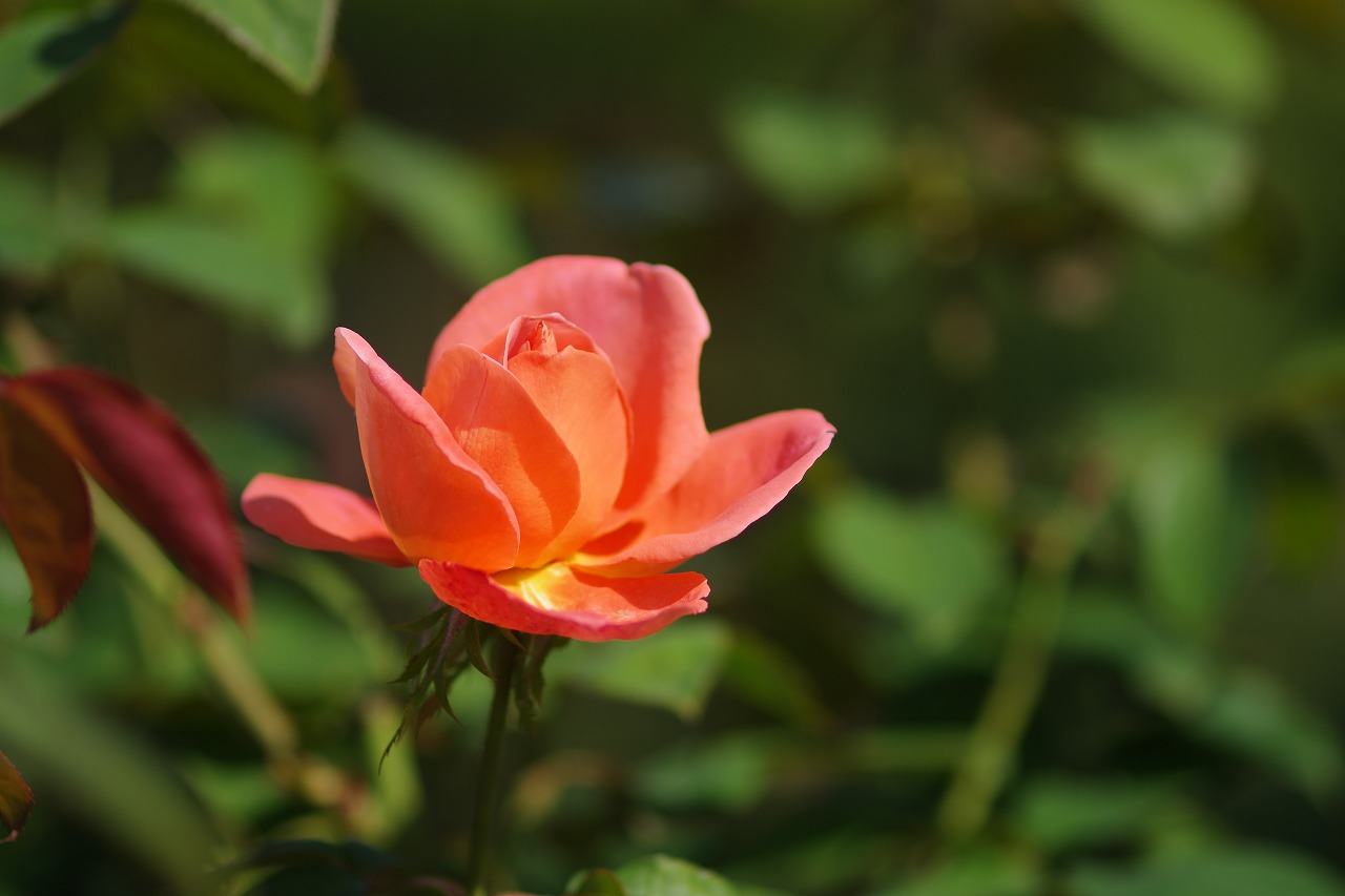 栃木県足利市のあしかがフラワーパークの花々