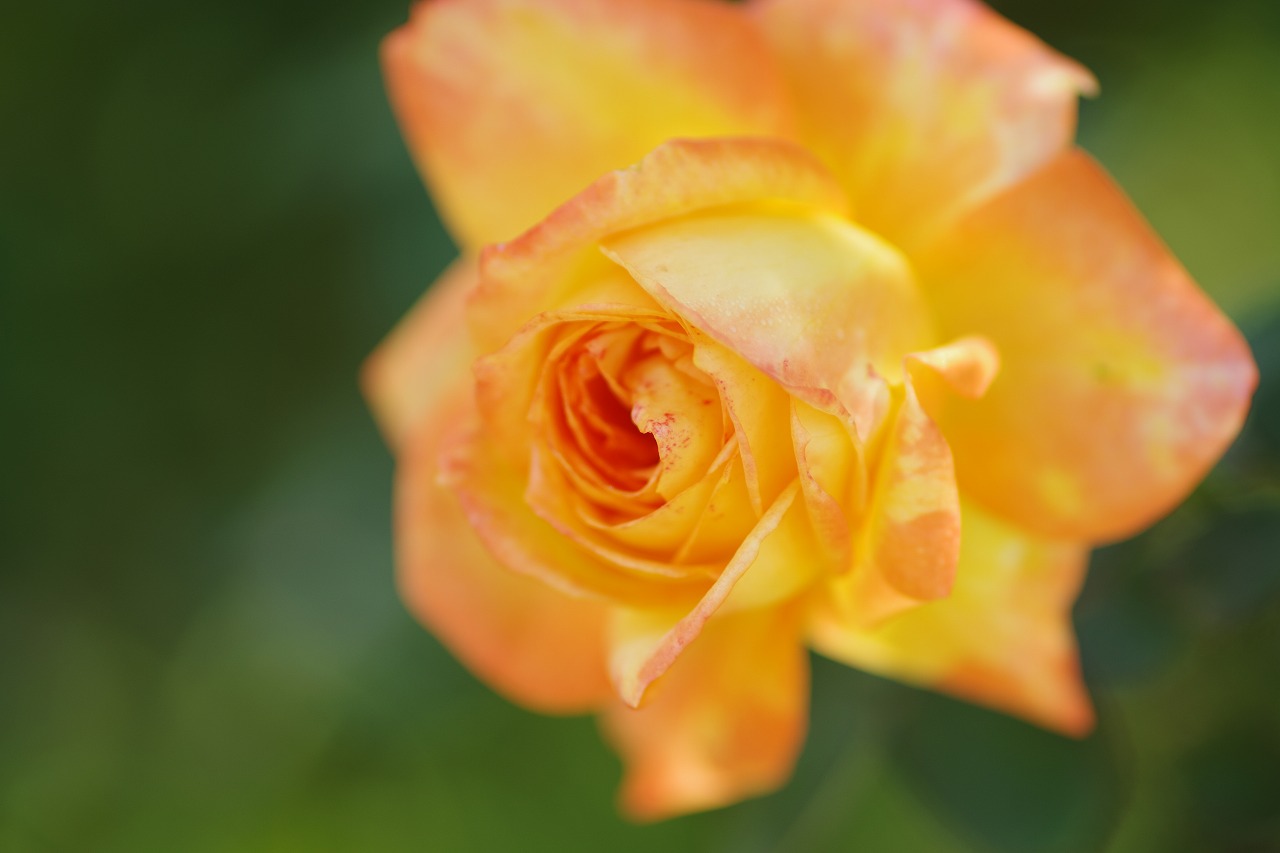 栃木県足利市のあしかがフラワーパークの花々