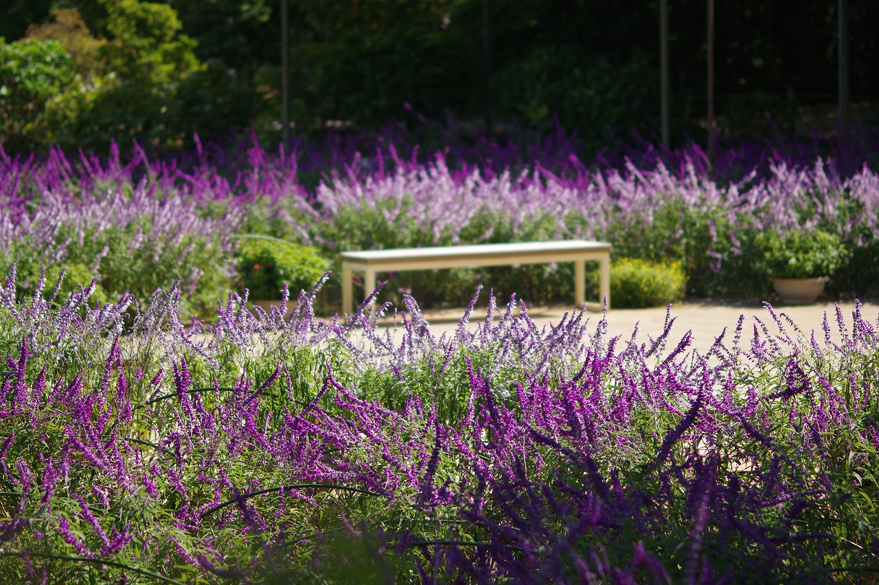 栃木県足利市のあしかがフラワーパークの花々