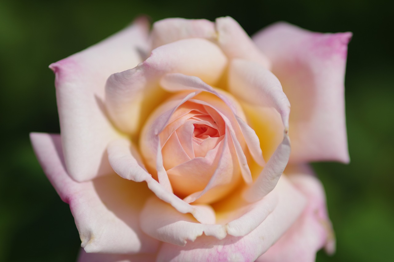 栃木県足利市のあしかがフラワーパークの花々