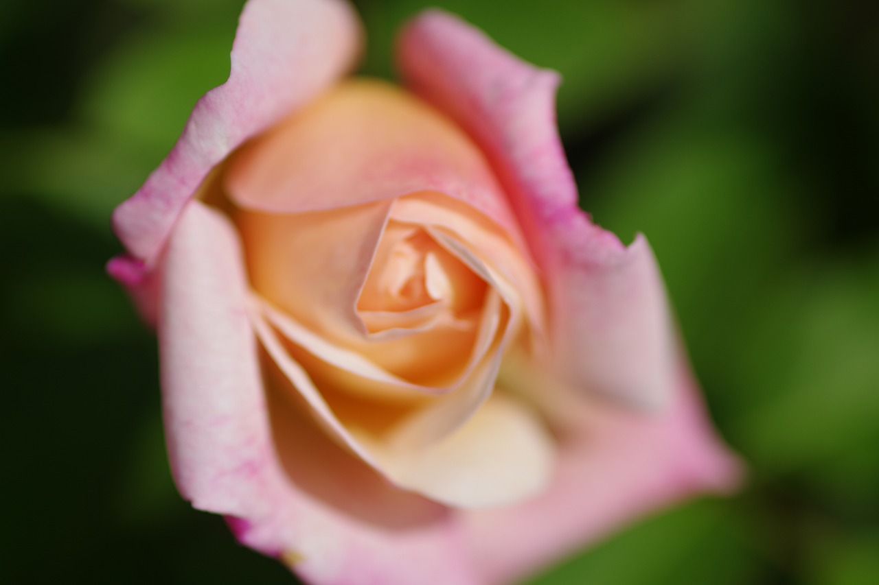栃木県足利市のあしかがフラワーパークの花々