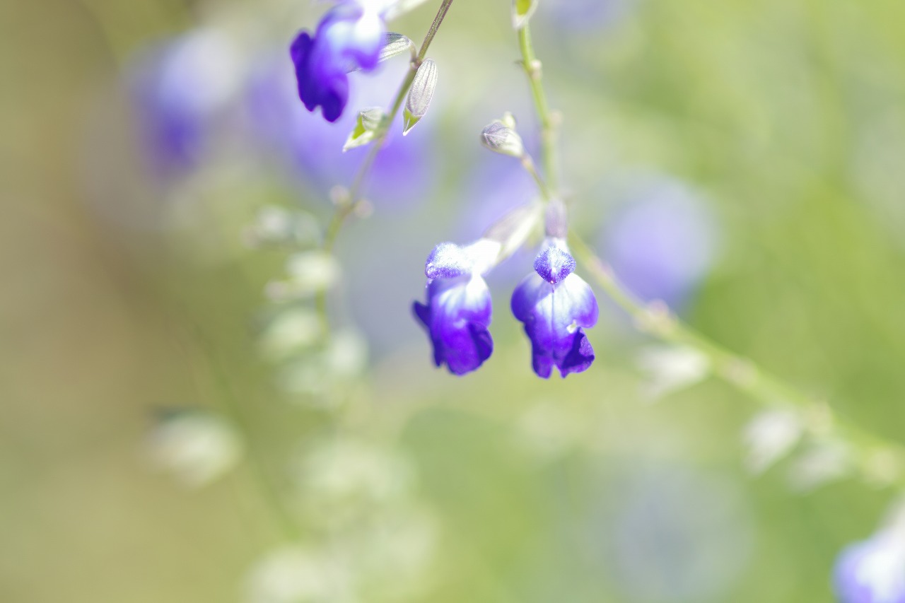 栃木県足利市のあしかがフラワーパークの花々