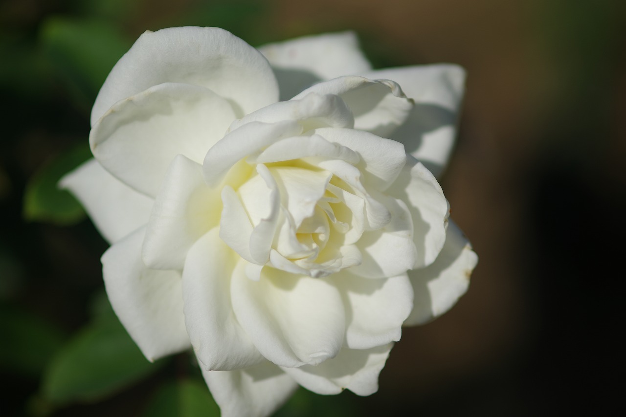 栃木県足利市のあしかがフラワーパークの花々