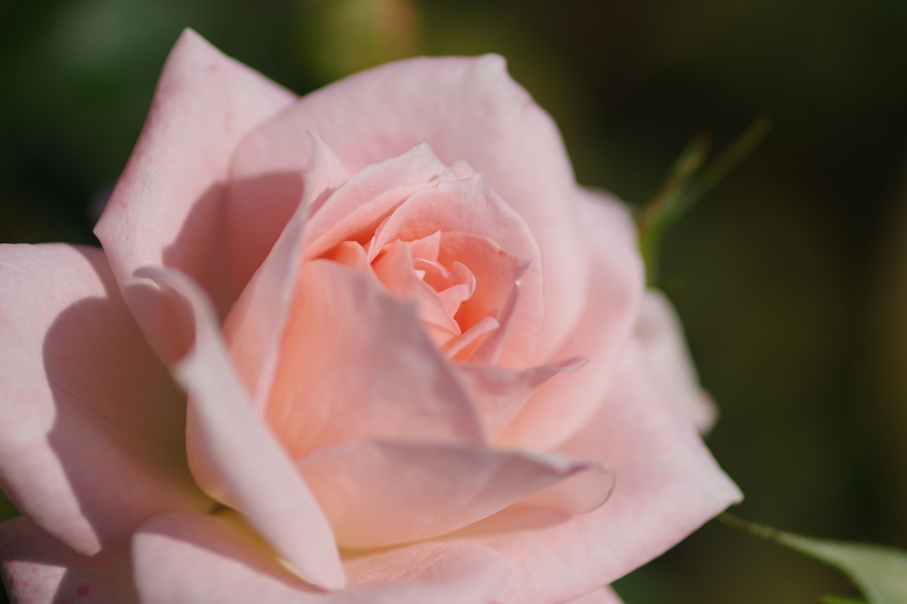 栃木県足利市のあしかがフラワーパークの花々
