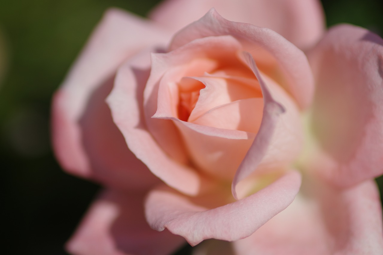 栃木県足利市のあしかがフラワーパークの花々