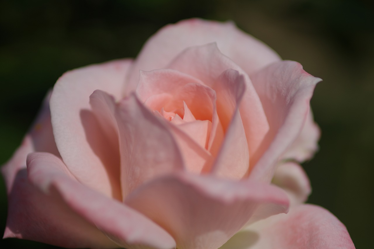 栃木県足利市のあしかがフラワーパークの花々