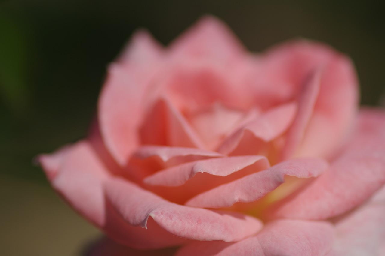 栃木県足利市のあしかがフラワーパークの花々