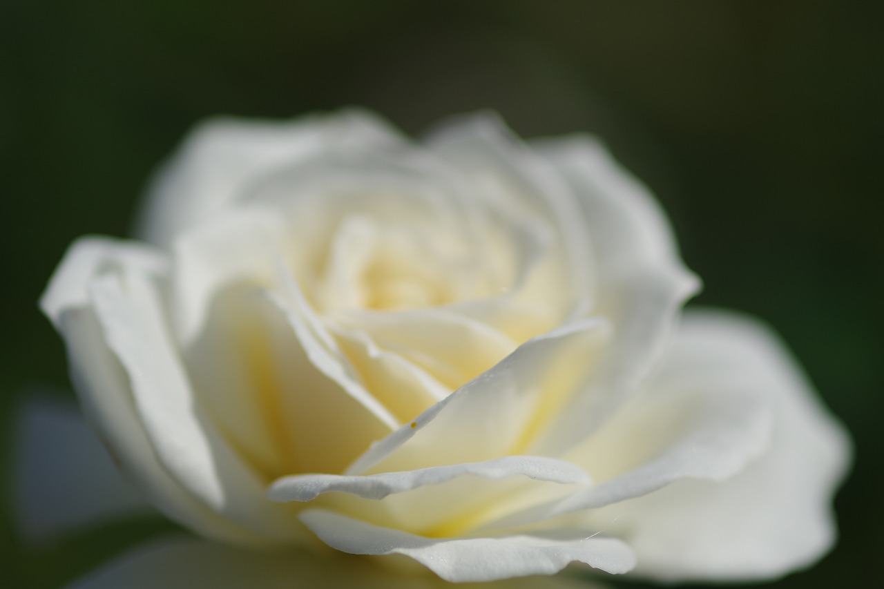 栃木県足利市のあしかがフラワーパークの花々
