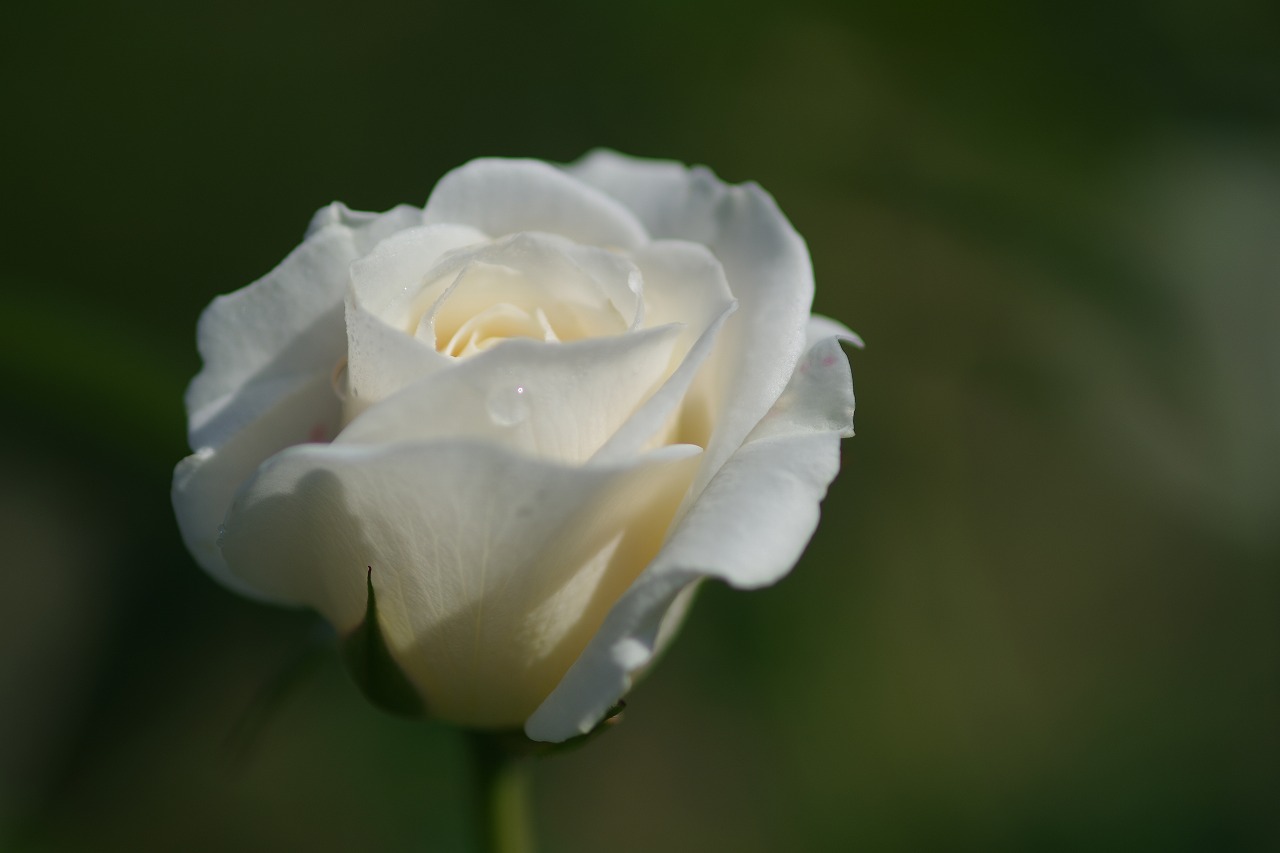 栃木県足利市のあしかがフラワーパークの花々