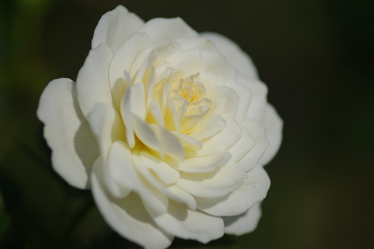 栃木県足利市のあしかがフラワーパークの花々