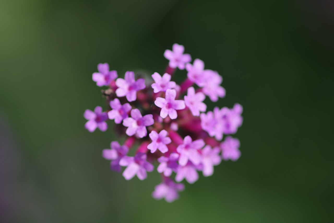 栃木県足利市のあしかがフラワーパークの花々