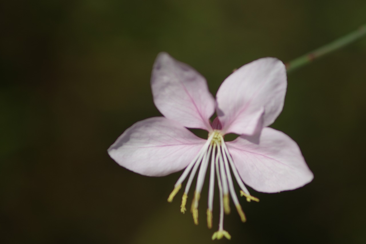 栃木県足利市のあしかがフラワーパークの花々