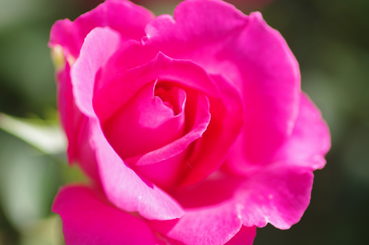 栃木県足利市のあしかがフラワーパークの花々