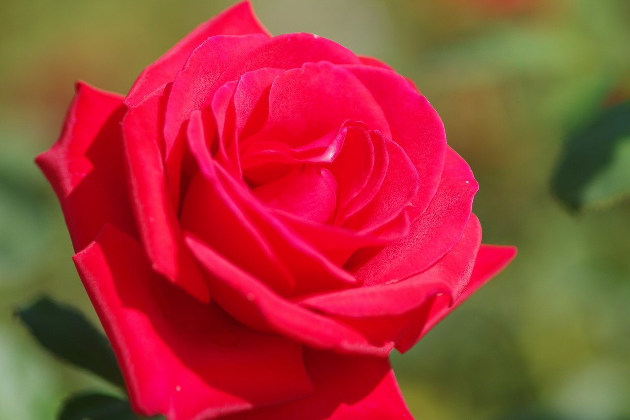 栃木県足利市のあしかがフラワーパークの花々