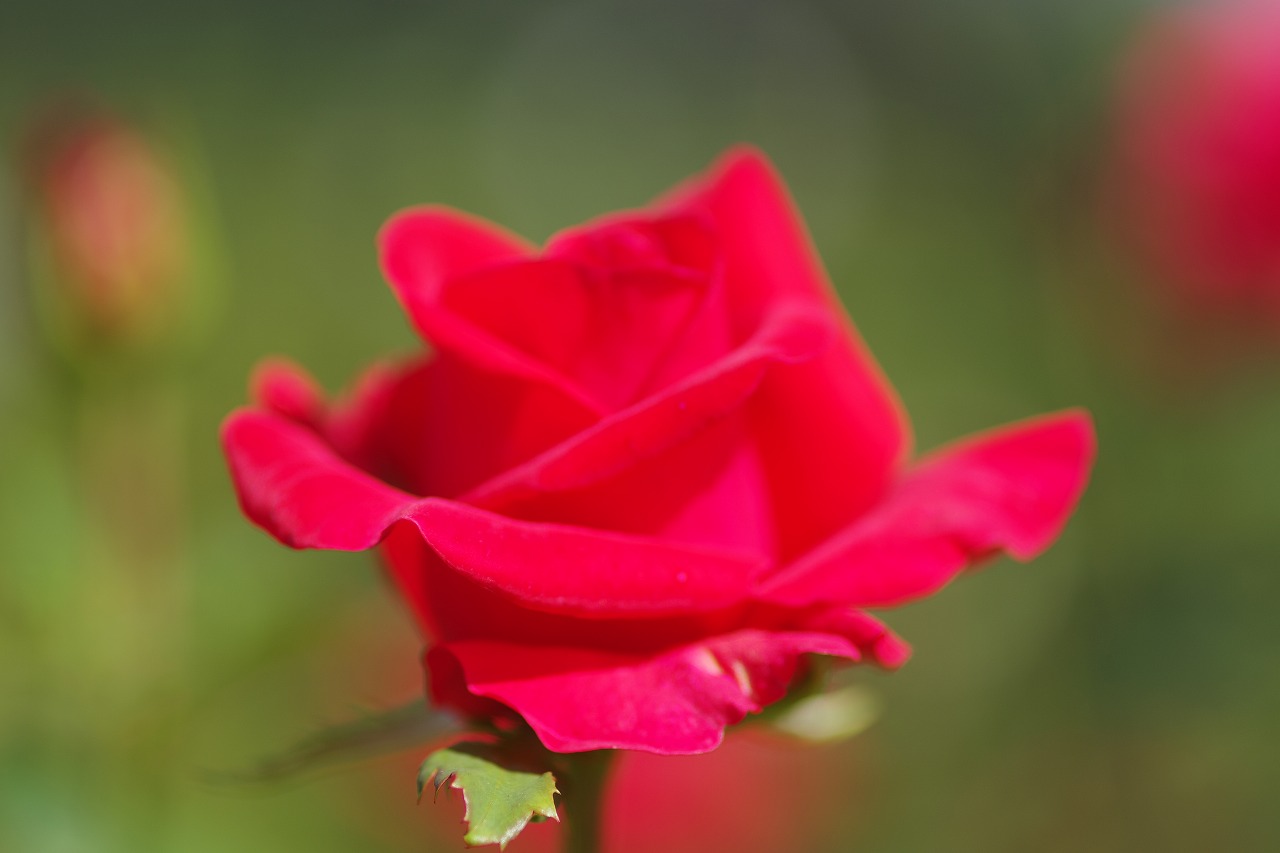 栃木県足利市のあしかがフラワーパークの花々