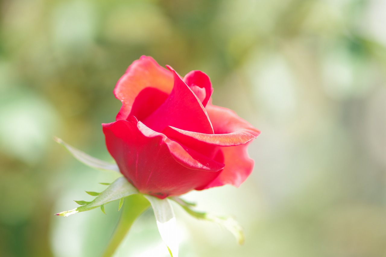 栃木県足利市のあしかがフラワーパークの花々