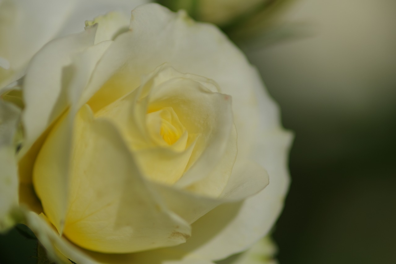 栃木県足利市のあしかがフラワーパークの花々