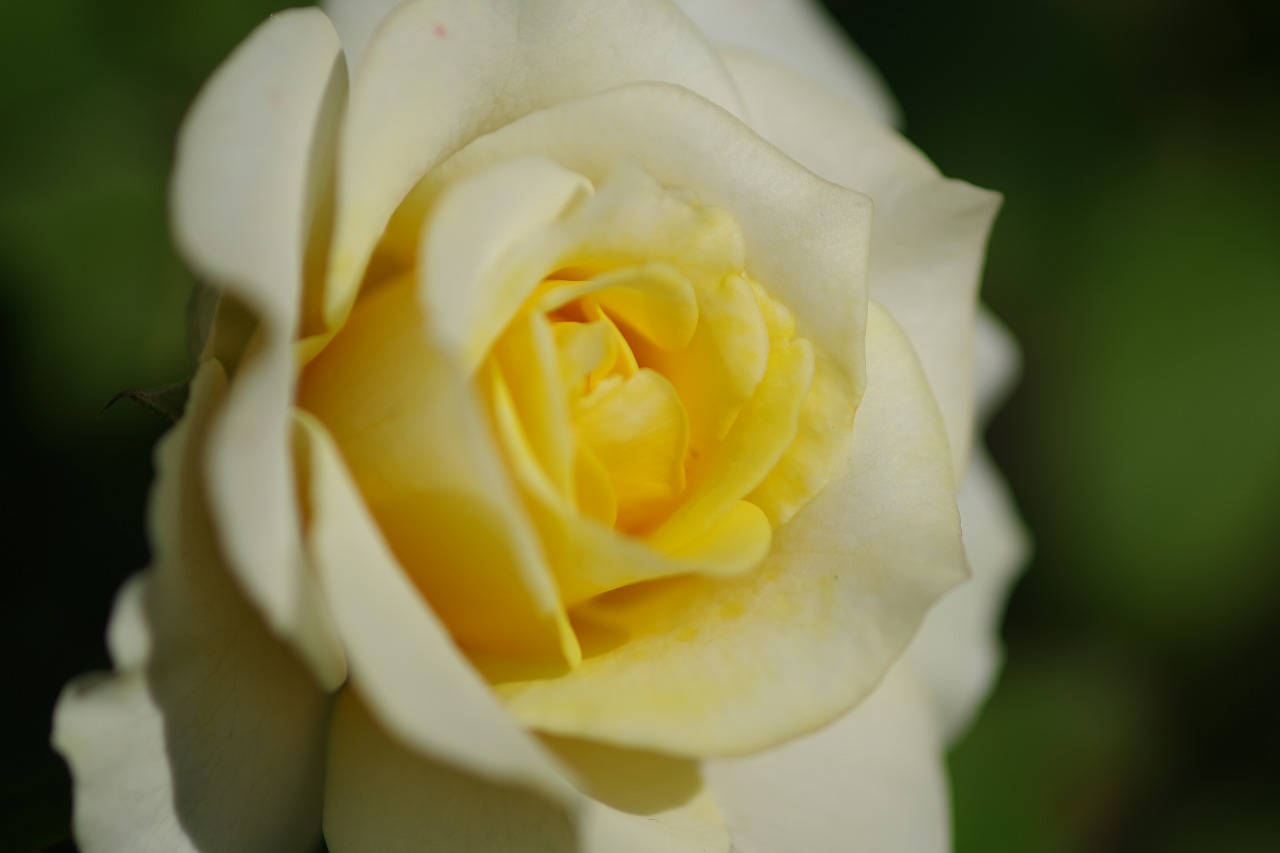 栃木県足利市のあしかがフラワーパークの花々